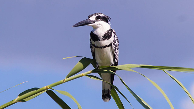 Bird Watching