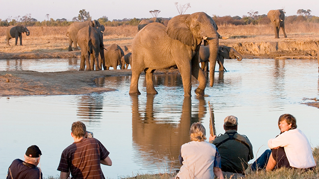 The Hide Elephants