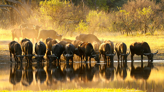 The Hide Safari