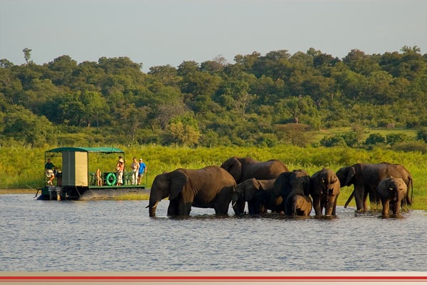 victoria falls safari